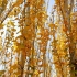 甘肃的秋天色彩饱满浓烈，在这片白桦林