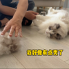 为了给猫咪们做毛球玩具，把家里布偶猫狠薅一遍