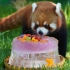 米糕的两岁生日