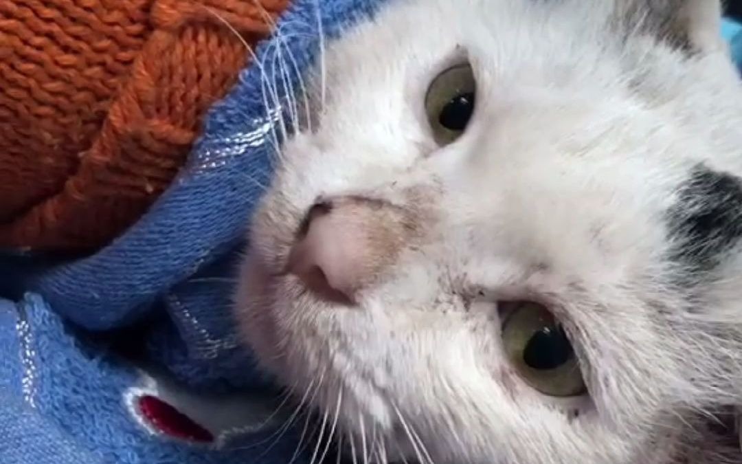 【流浪猫七七】妈妈被咬伤,吃饭吃到脑袋上去了_哔哩哔哩_bilibili