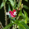 【延时摄影】你若盛开，桃花自来~记录桃花绽放的治愈瞬间