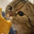 这位小猫请你摆清自己在食物链顶端的位置！！！