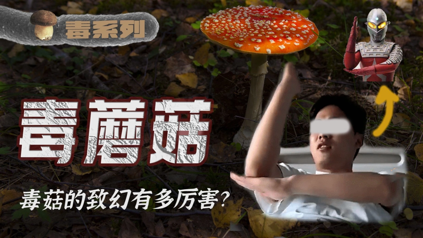 【毒系列5】毒蘑菇：从狂笑不止到肝肾衰竭，揭秘幻境与死亡背后的菌毒危机 缩略图