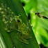 【精彩片段】玻璃蛙为保护后代一脚踹飞黄蜂！长腿守护神！