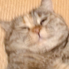 咪咪！你坚持住啊咪咪！猫粮在路上了