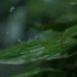 【素材共享】可商用视频剪辑素材集锦：雨
