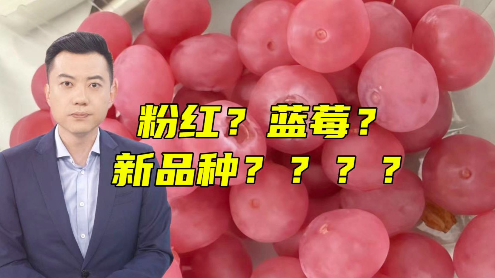 被粉红蓝莓刷屏了！400元/斤？新品种吗？靠谱吗？要改种吗？【主播说三农】