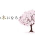 【公开课】歌曲教学-《桜の木になろう》