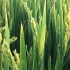 【空镜头】 谷物粮食稻田植物 视频素材分享