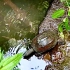 草龟野外环境反应