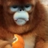 金丝猴吃丑橘