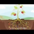 用三分钟的动画告诉你，土壤微生物和作物生长到底有什么关系！