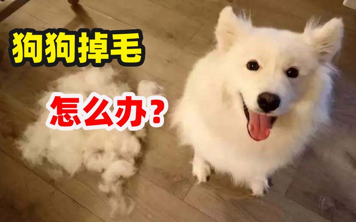 狗狗掉毛需要哪些营养？