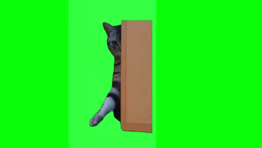 【转载切分P】稀有猫meme绿幕GB素材（自选）-12.从门后伸手猫