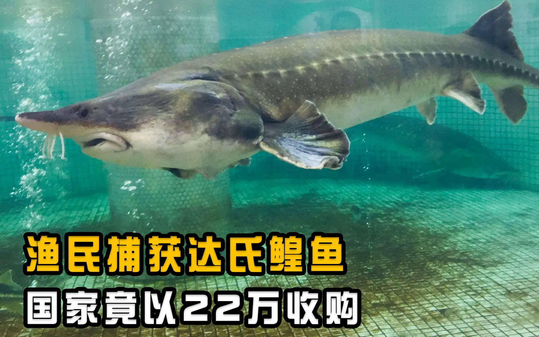 1028斤达氏鳇被渔民误捕，国家以22万元收购，这鱼为何这么贵？