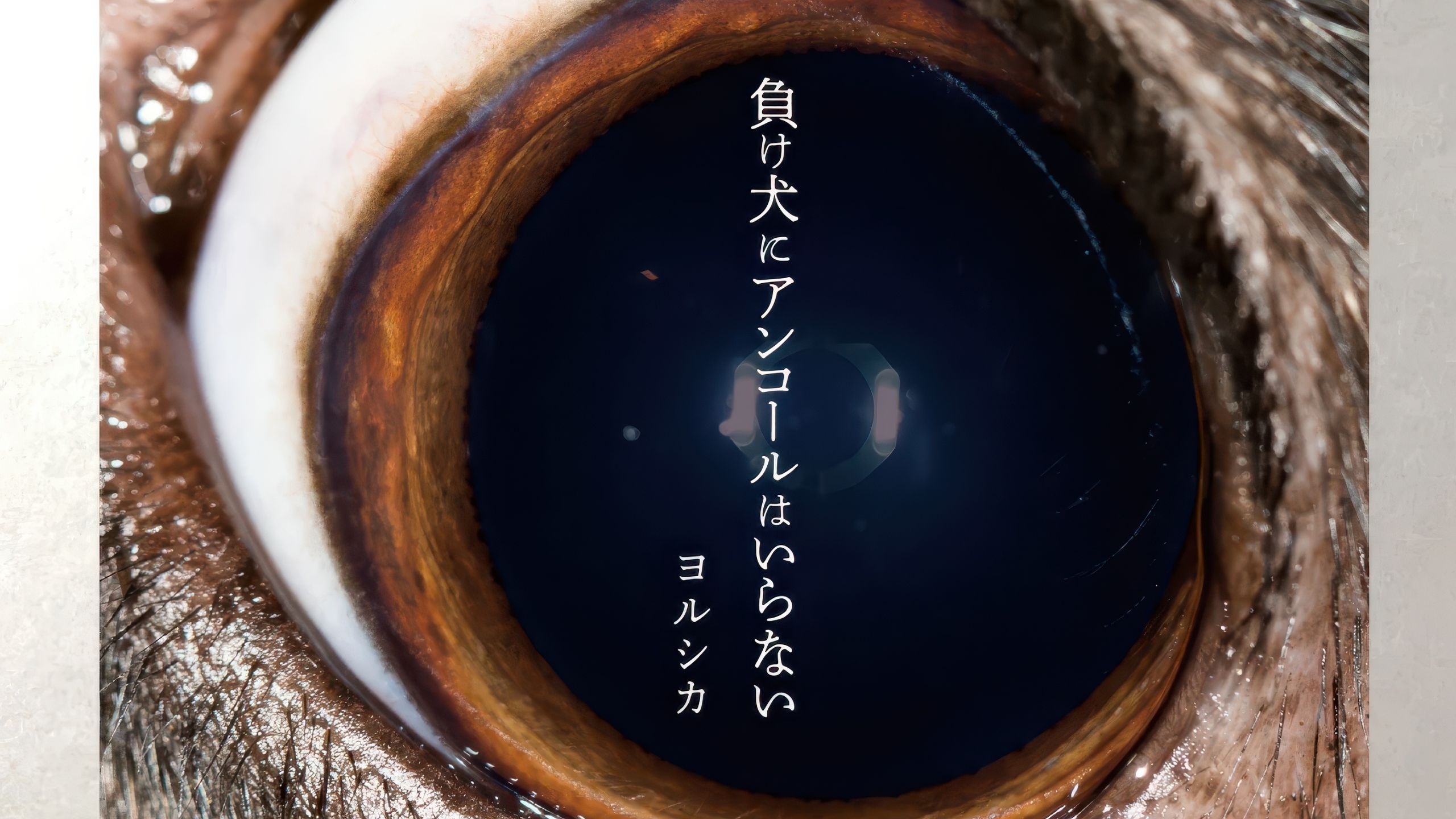 【Hi-Res无损音质】前世-ヨルシカ（Yorushika） 无损音质纯享