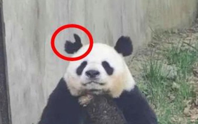 有辨识度的熊猫 又多了一只