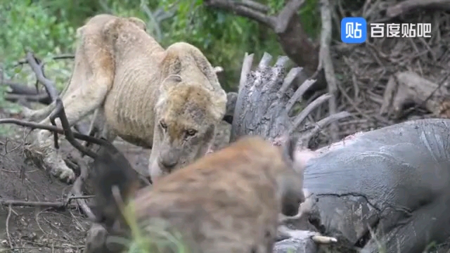 老母狮在临终前得到了死对头斑鬣狗的施舍