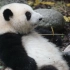 大熊猫和花-花花你在嚼空气么？
