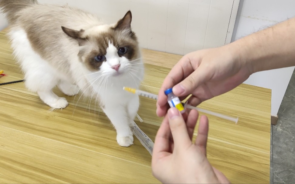给75天大的小奶猫做第一针疫苗记录！