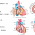 系统解剖学-心血管系统之心的内部结构之心腔