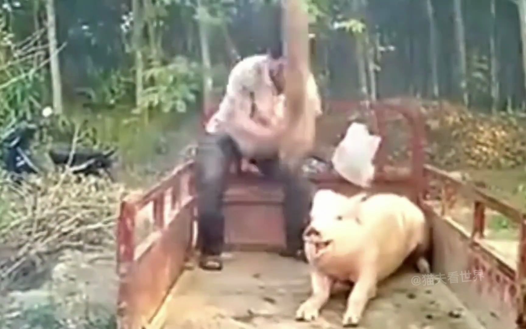 世界各国杀猪现场：越南用木头敲，印度的用大砍刀