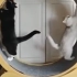 烧杯猫猫之争执应该向左还是向右的黑猫白猫