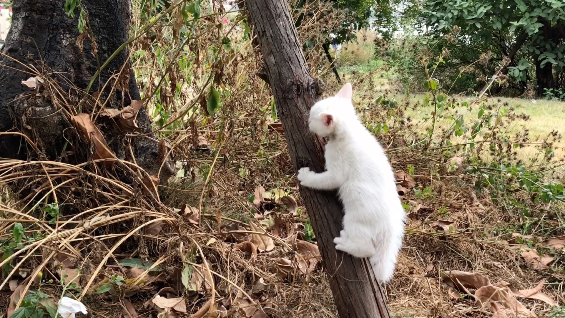 暹罗猫爬树捉松鼠。高清摄影大图-千库网