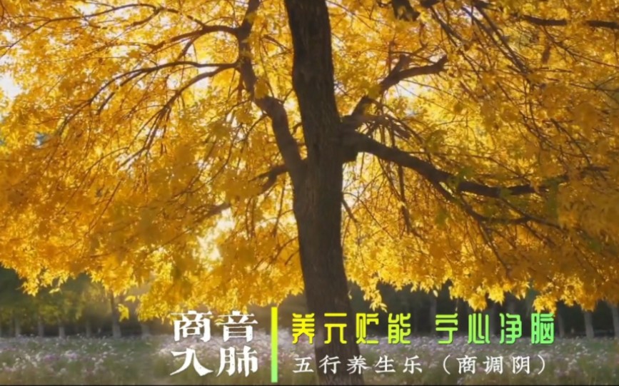 『五音疗疾』商调式音乐（阴）宁心净脑，养元贮能，用脑过度者可常听用。