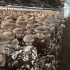 香菇的一生｜现代农业种植和收获香菇