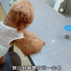 艾米又又又一次养宠物啦，不知道这次能养多久