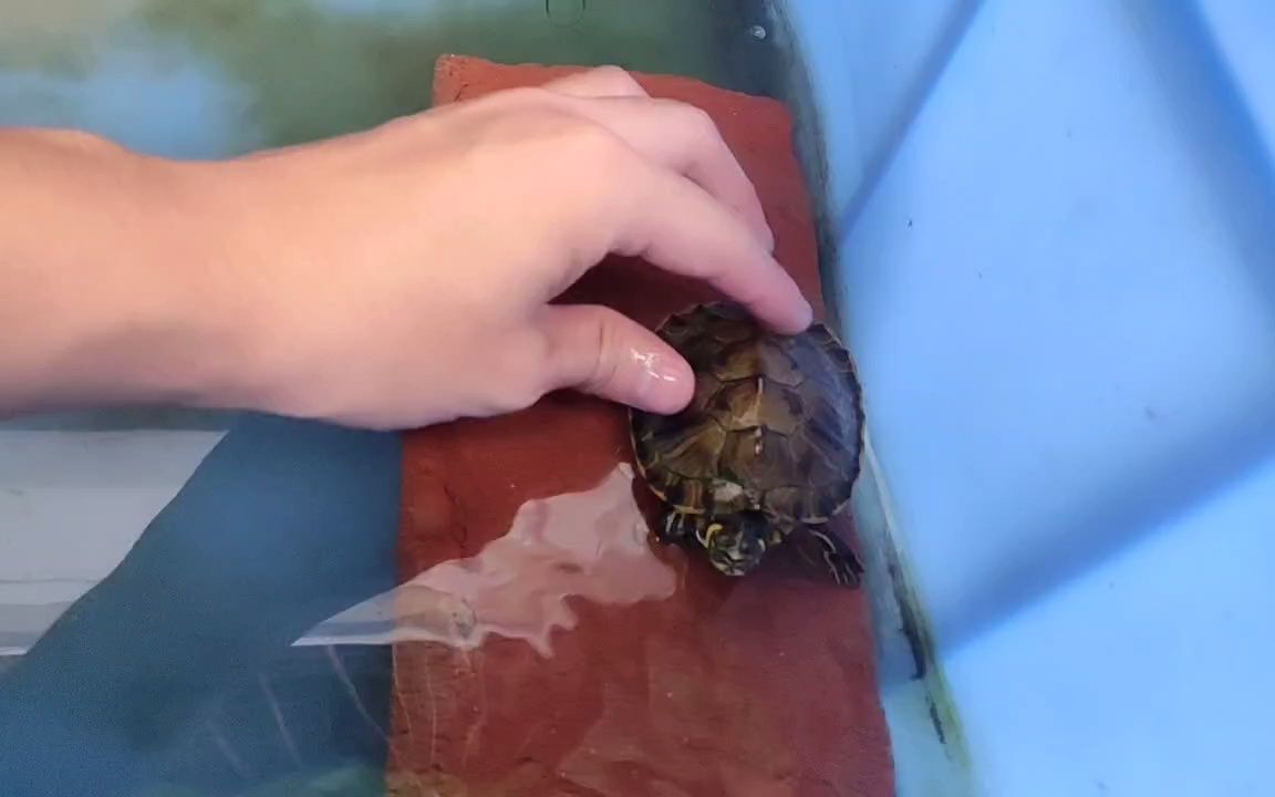黄耳龟跟巴西龟哪个聪明一些呢？感觉都差不多吧。