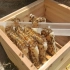 小伙想吃无巢础的蜂巢蜜，利用蜜蜂向上存蜜的习性，加一个空继箱，蜜蜂把蜂蜜全部存上继箱