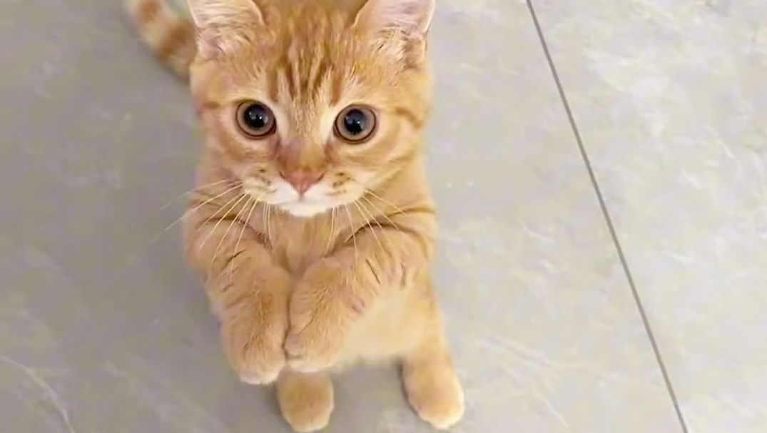 拜拜小猫