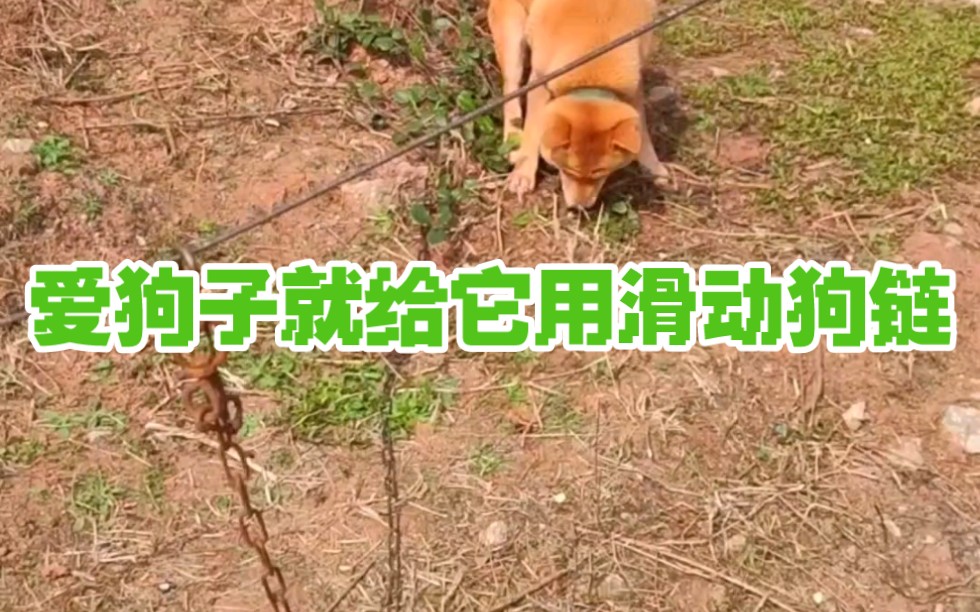 【田园犬】乡下怎么栓住狗子的同时给它最大的自由？用这个办法
