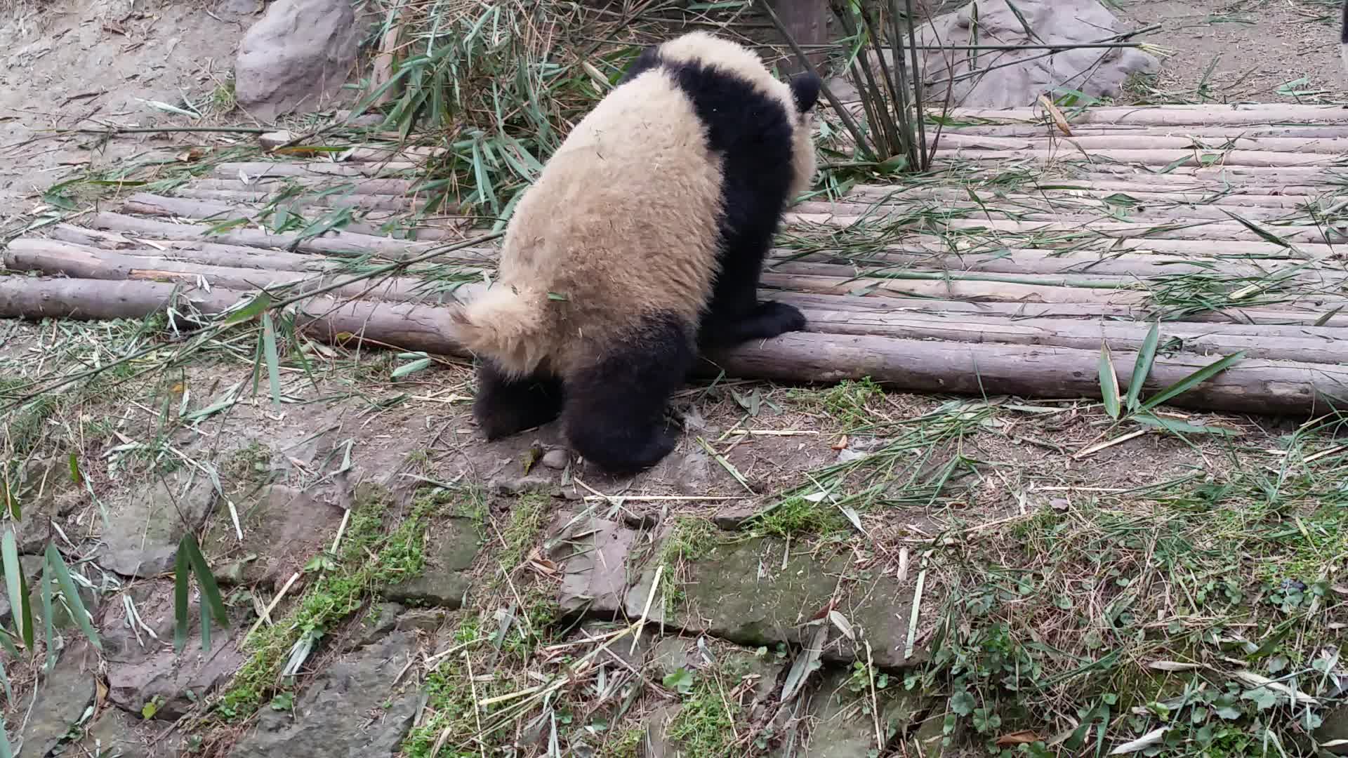 【大熊猫】绿色的粑粑