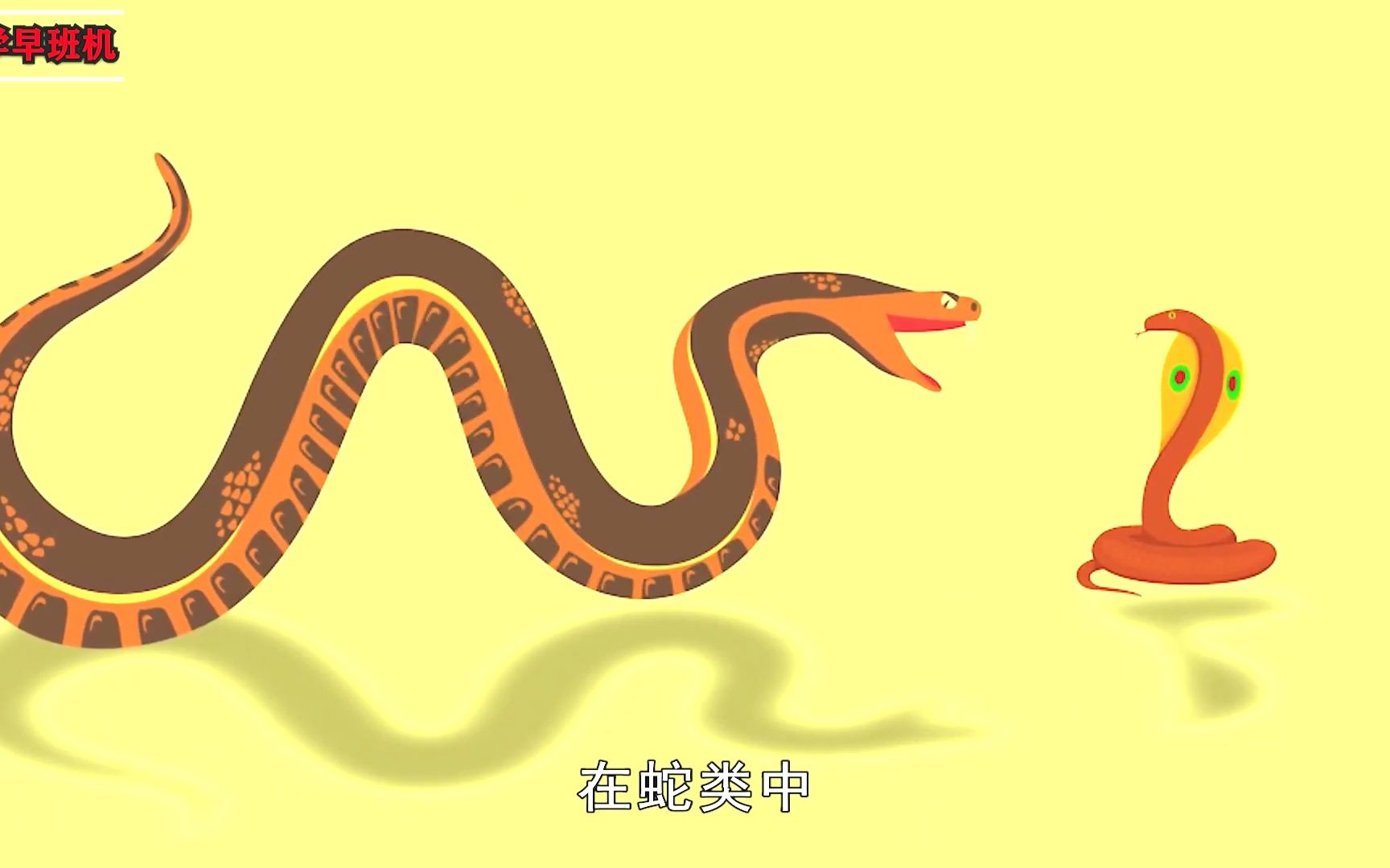 菜花蛇为何是百蛇之王？毒蛇为何会怕它，菜花蛇有何过蛇之处？