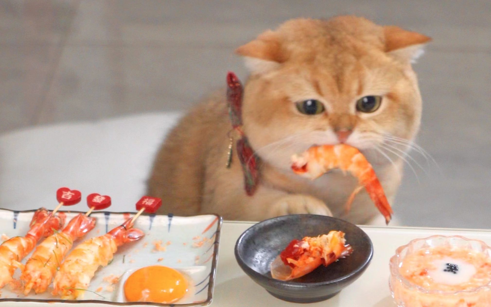 谁还没吃上满膏的罗氏虾！太诱惑猫了！