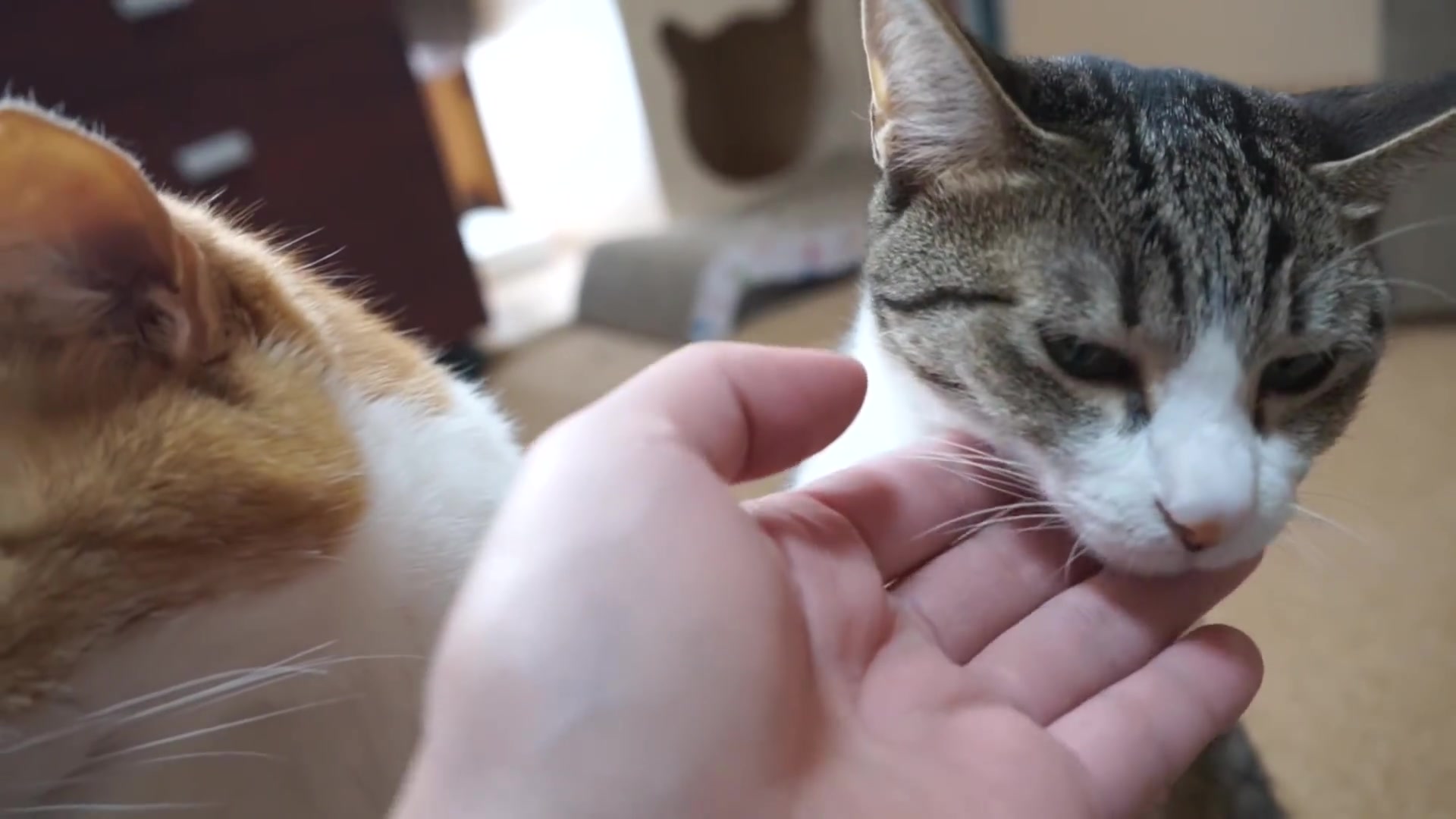 【まこまこ(撸)猫(大)片 被铲屎官撸脖子什么的最舒胡啦!