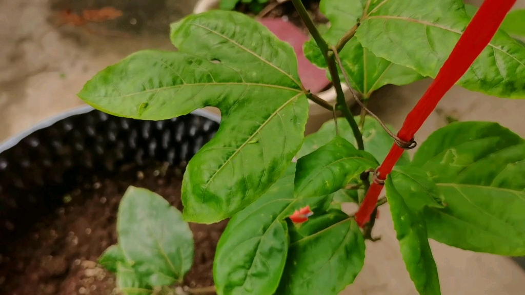 分享盆栽钦蜜9号百香果上架前管理经验，学会了就等着丰产结果了