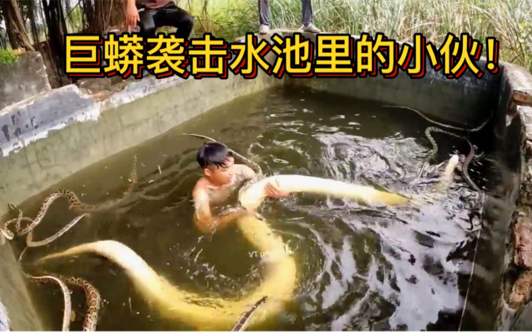 白蛇比大腿还粗！小伙去水池营救，过程太惊险！