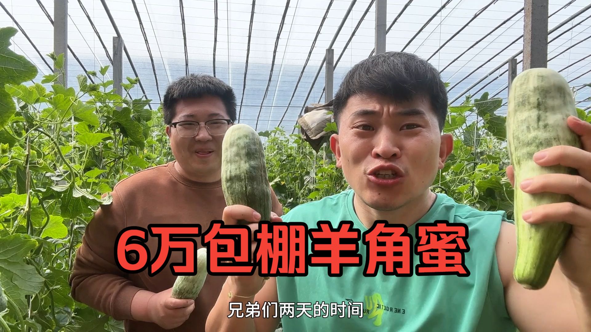 60000元包下1万斤羊角蜜大棚，好瓜真是太难找了！