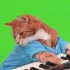 【绿幕素材】会弹钢琴的猫特效素材