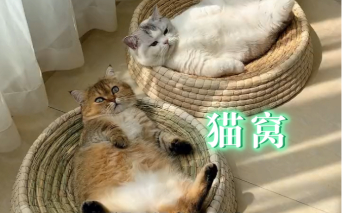 既是猫窝又是猫抓板的天然蒲草窝，回归自然 手工编织 四季通用～猫咪很喜欢#萌宠好物 #猫窝 #猫抓板