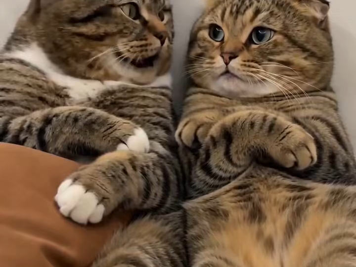 小猫咪说悄悄话