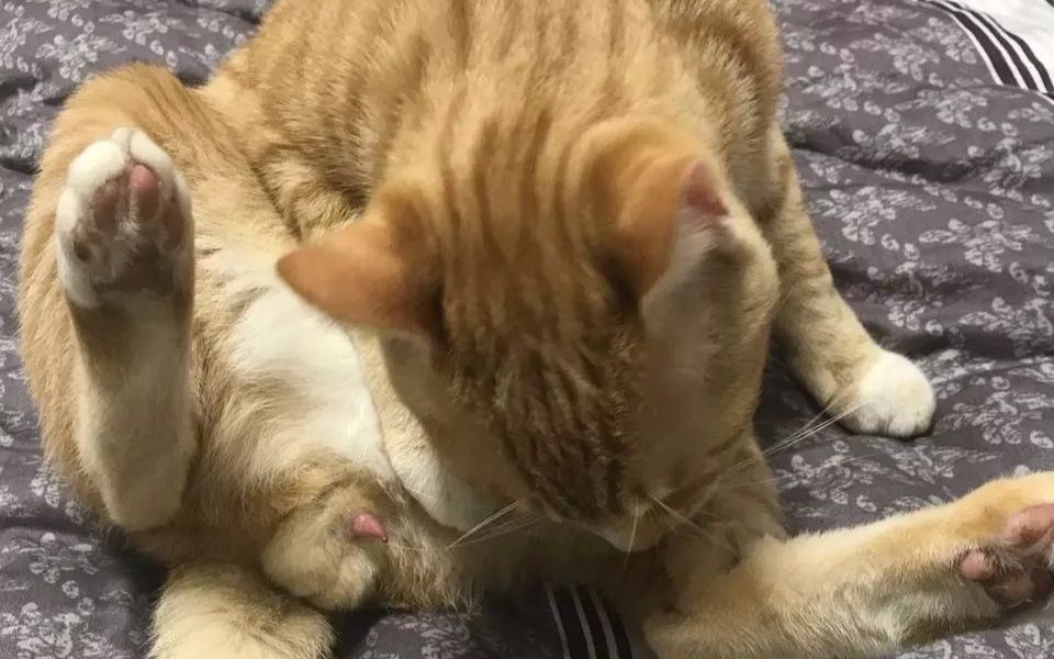 B站