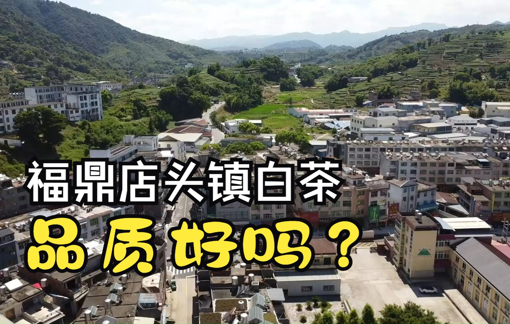 福鼎点头镇名气大,这里的白茶怎么样?阿梅带大家到这深入了解下