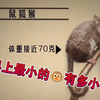 世界上最微小的动物之鼠狐猴，70g身板的猴子你见过吗