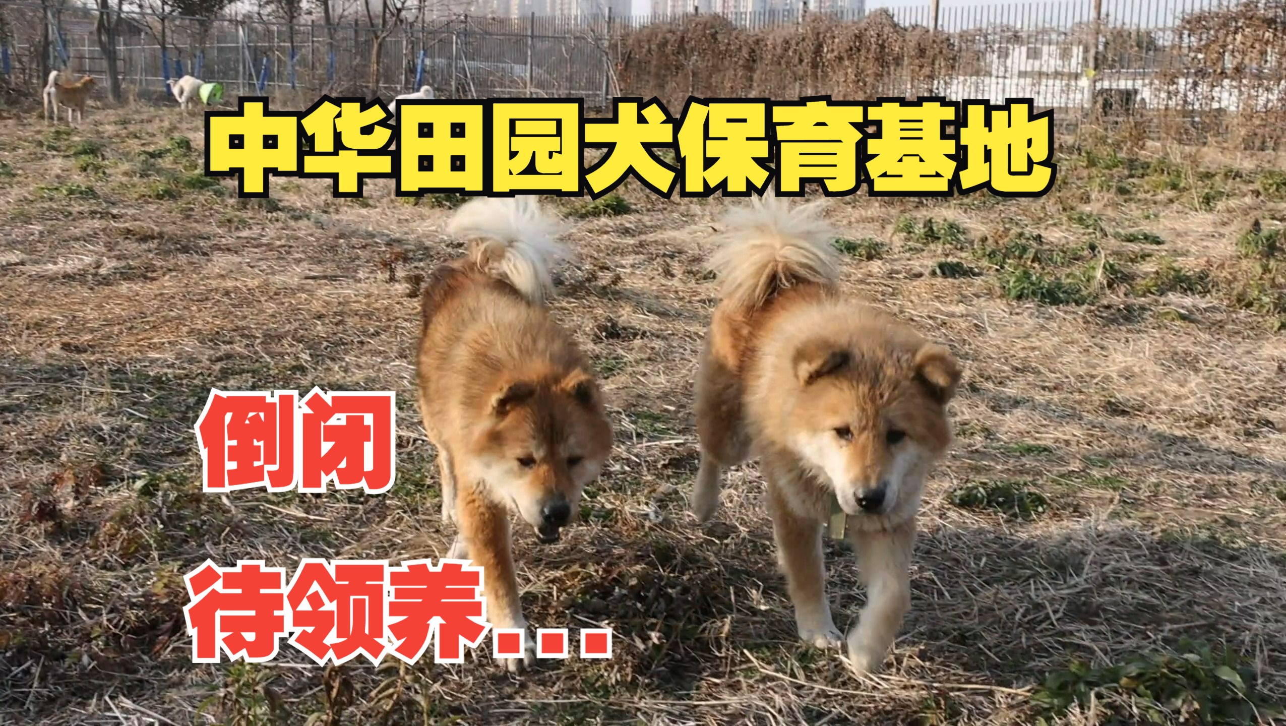 中华田园犬保育基地难以为继，众多狗子待领养！