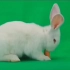 绿幕素材-兔子